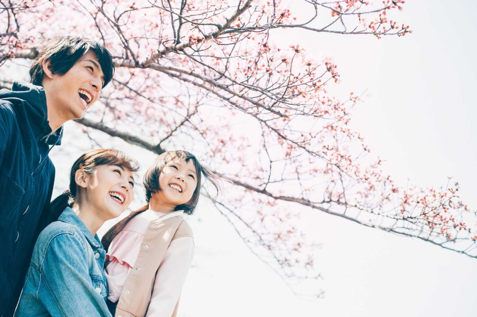 日本人にとって桜はとても思い入れのある花