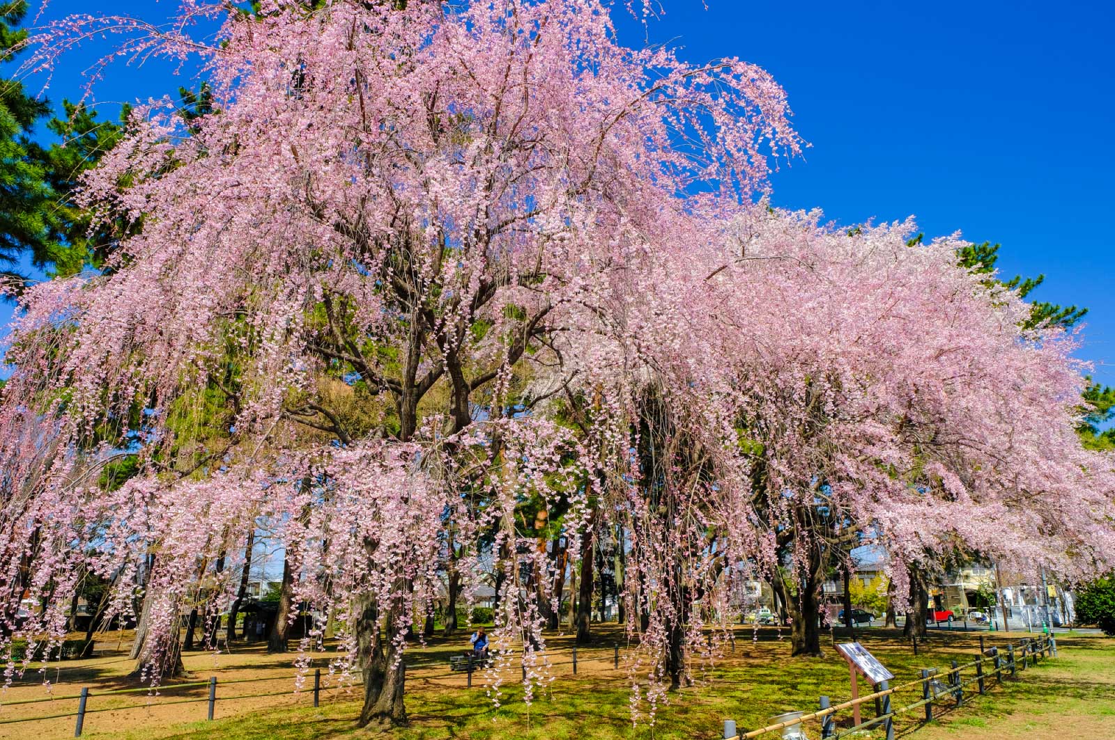 敷島公園