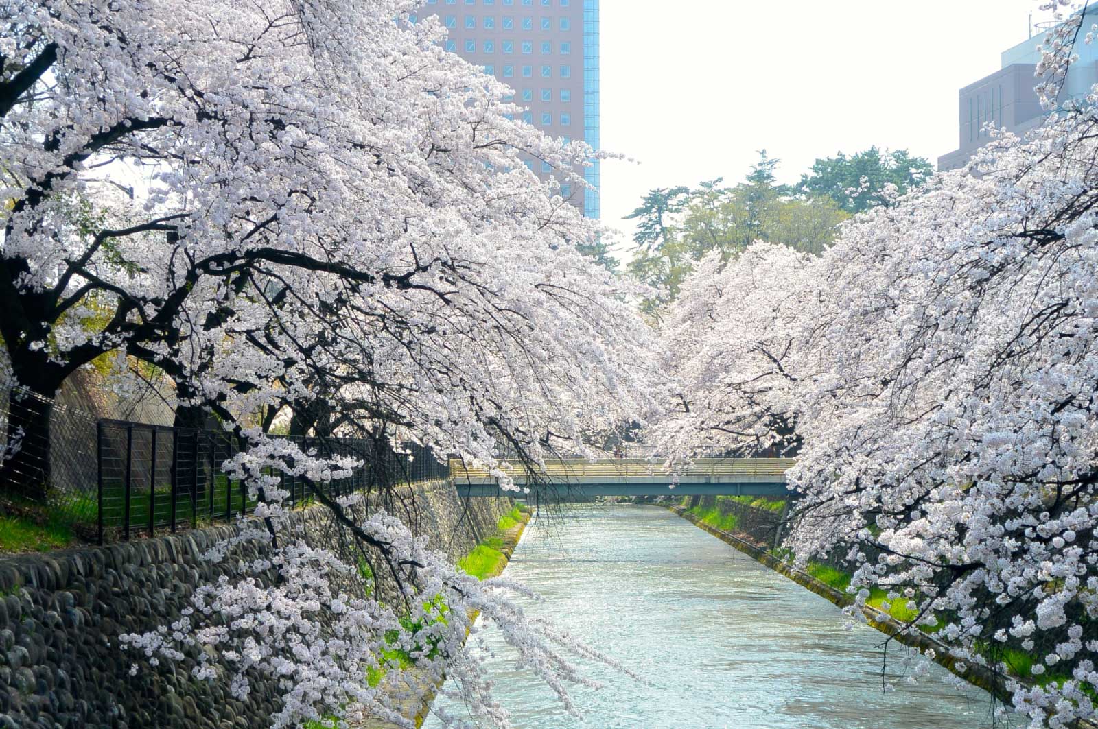 桜好きなので毎年花見にはいく