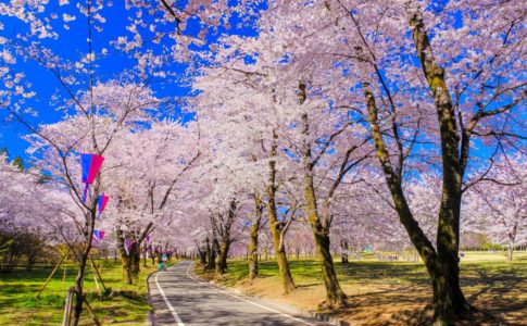 桜祭りも2週間