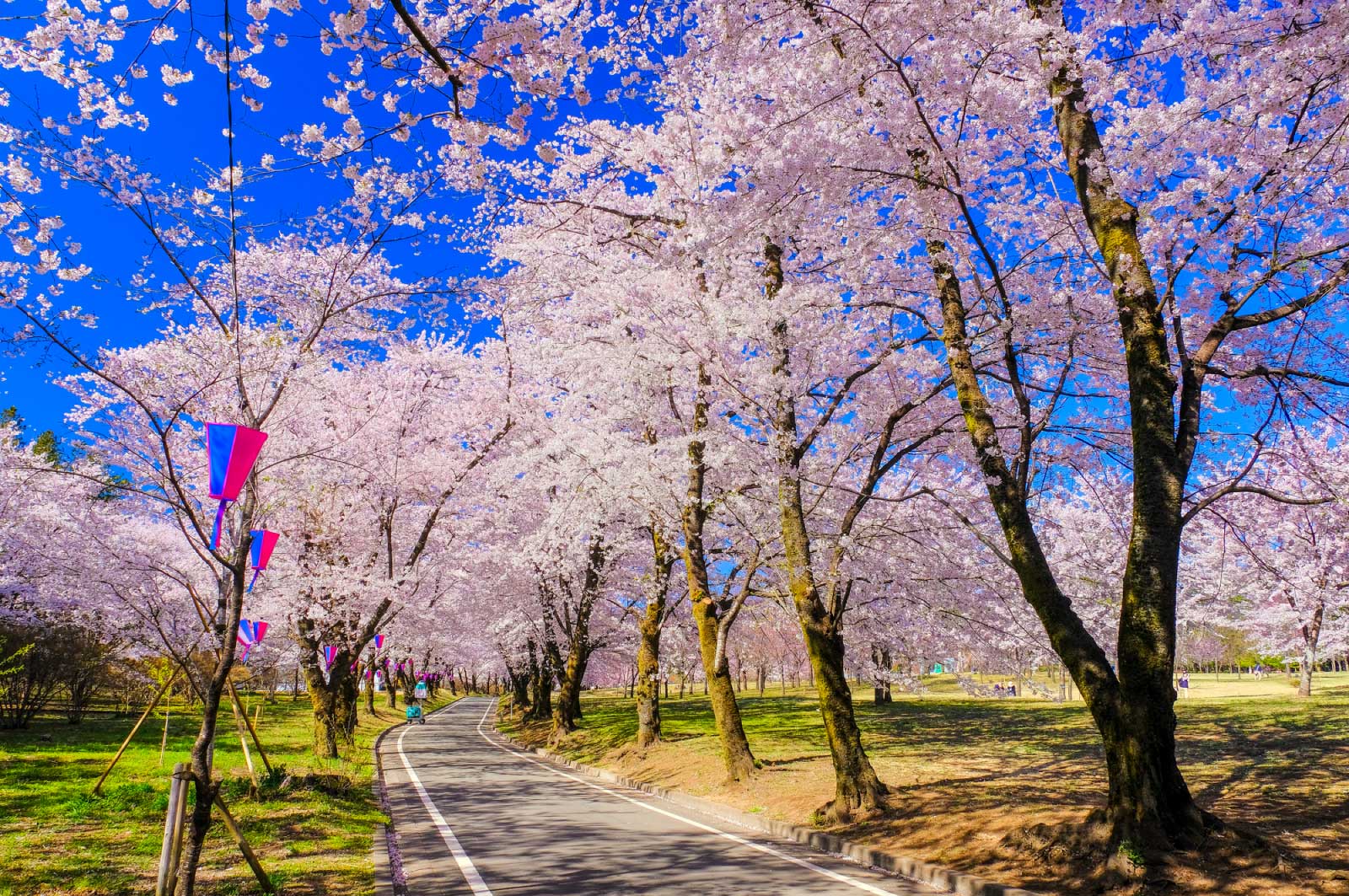 桜祭りも2週間