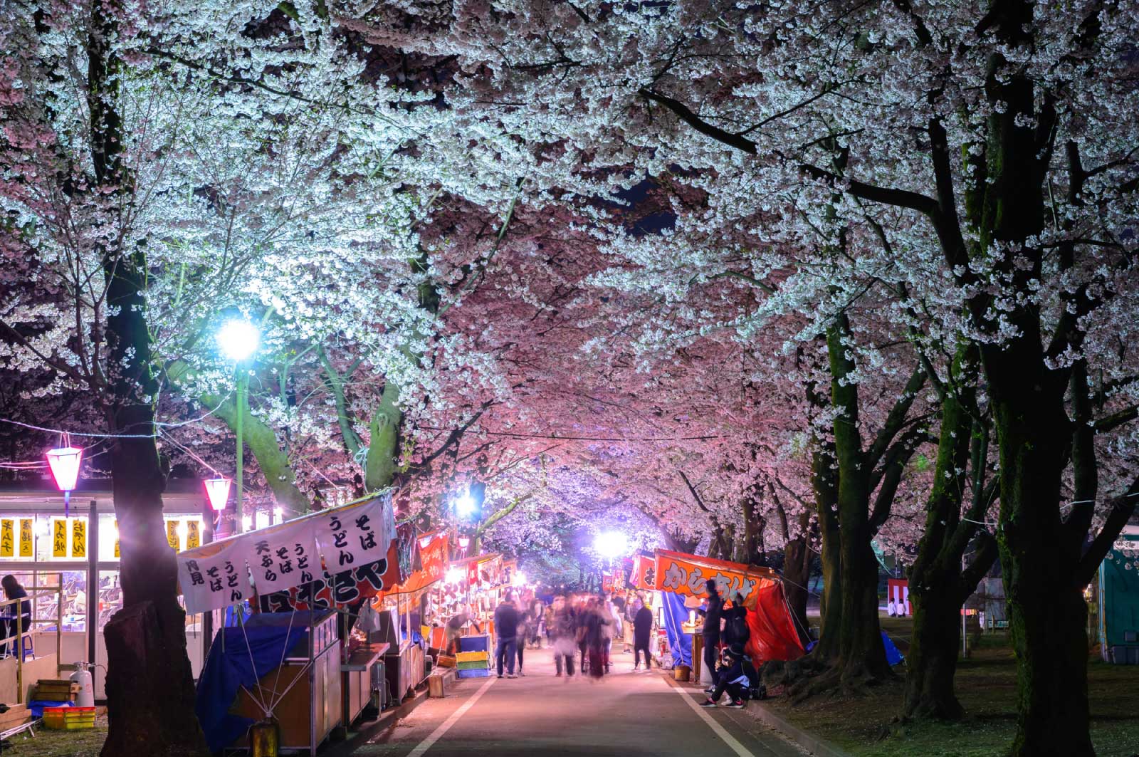 前橋を代表する桜イベント