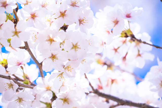 美しい桜