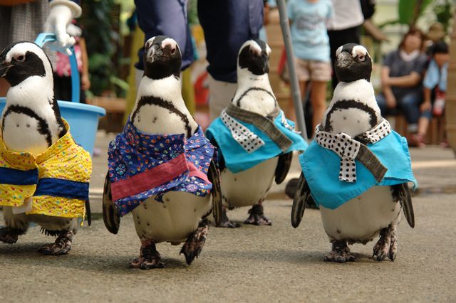 ケープペンギンのお散歩タイム