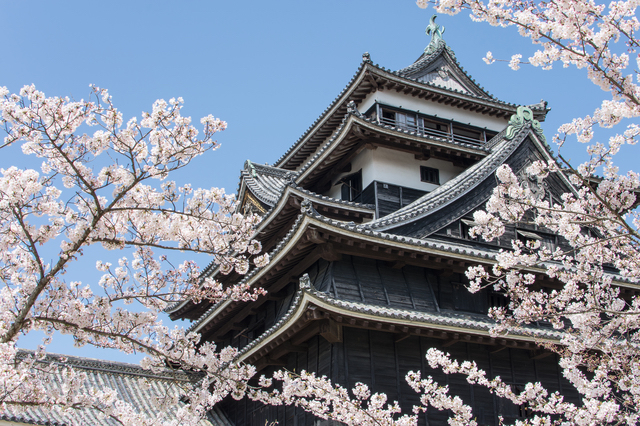 松江城の桜