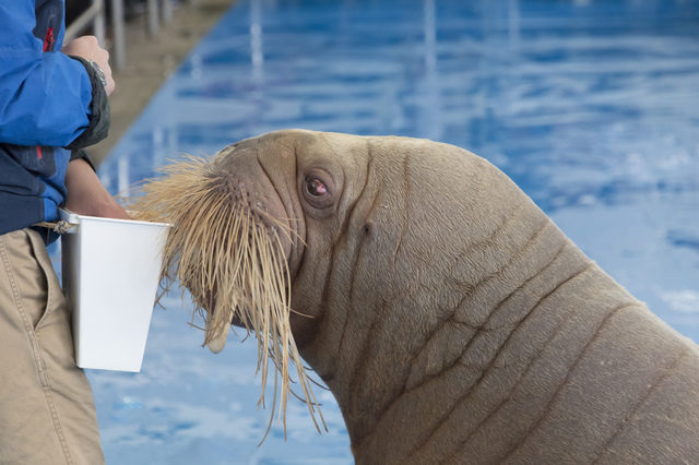 鳥羽水族館（三重）