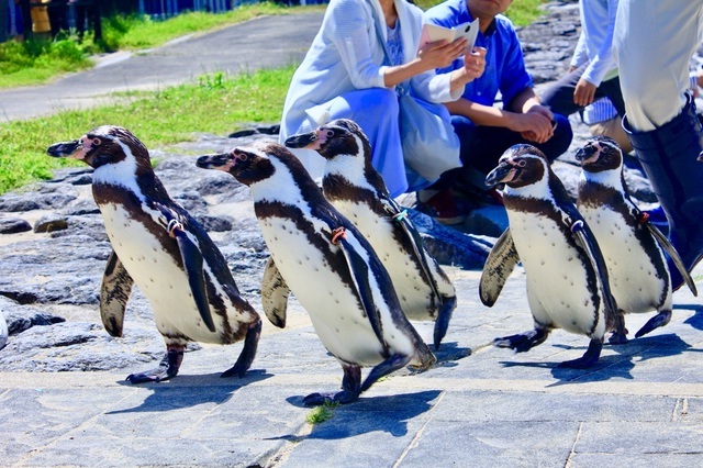 散歩するペンギン