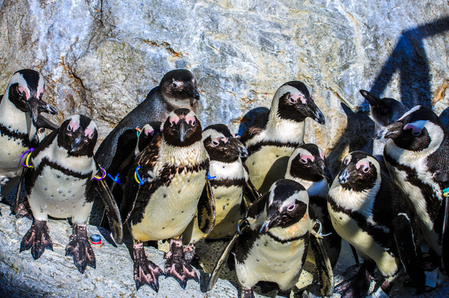 岩場のペンギン