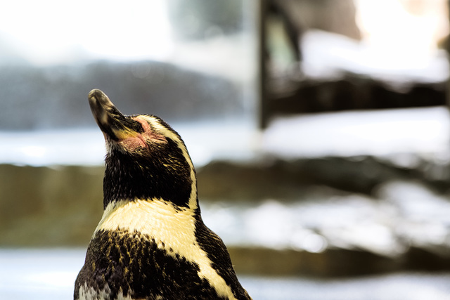 孤独なペンギン