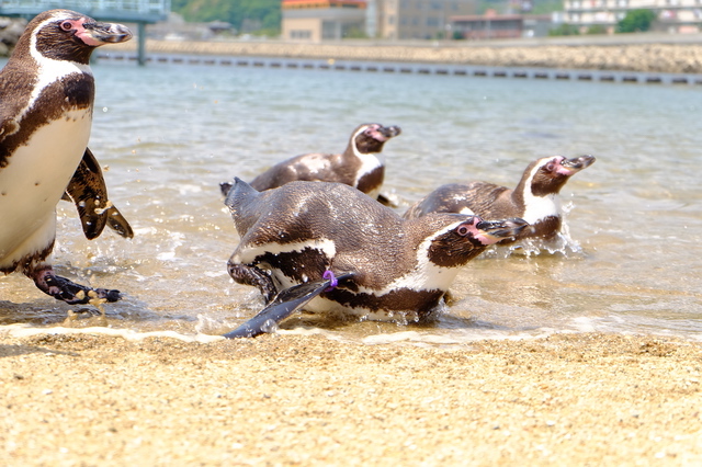 海とペンギン