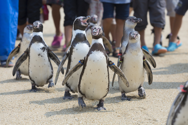 ペンギンの行進