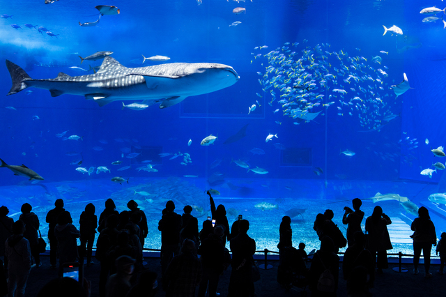 沖縄美ら海水族館