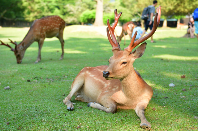 奈良公園