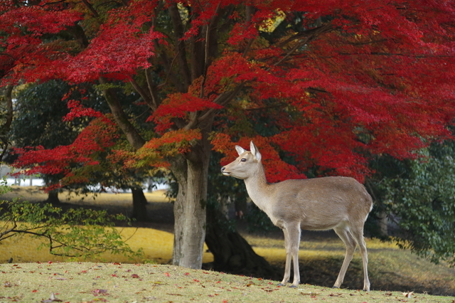 紅葉した奈良公園
