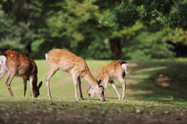 奈良公園の鹿