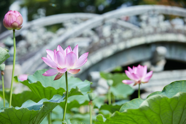 伊賀八幡宮の蓮の花