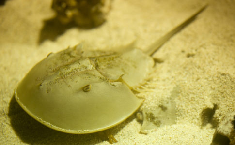 カブトガニ博物館