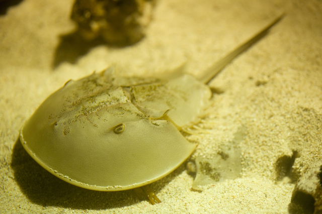 カブトガニ博物館