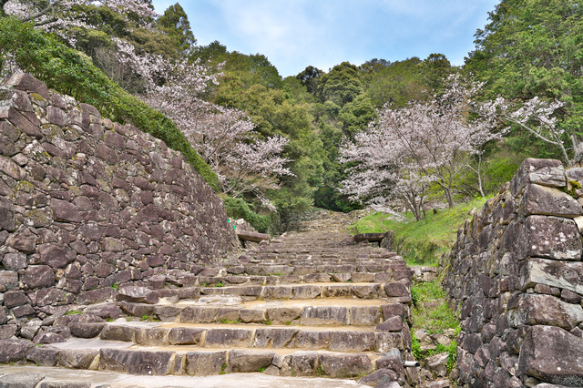 安土城跡の桜