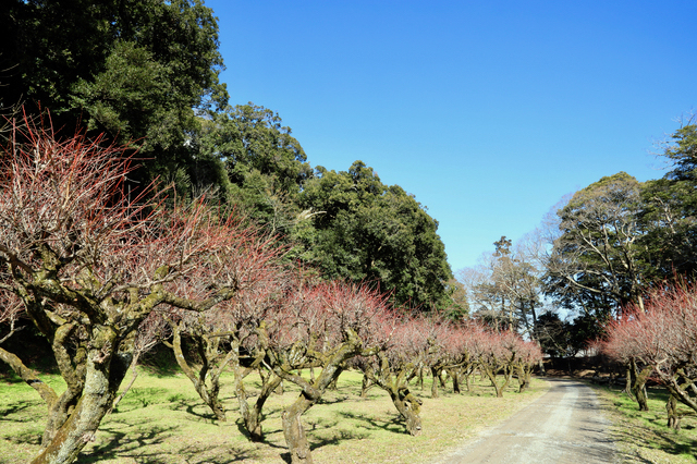 彦根城の梅林