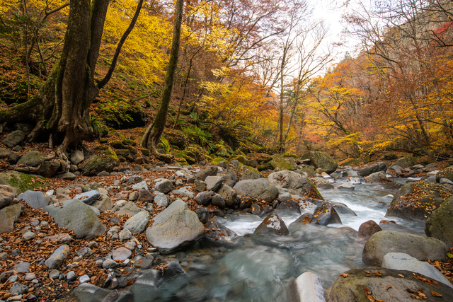 スッカン沢（栃木）の紅葉