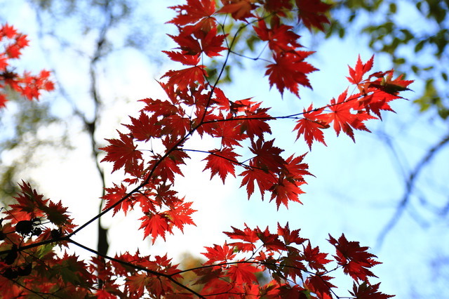 栃木の紅葉