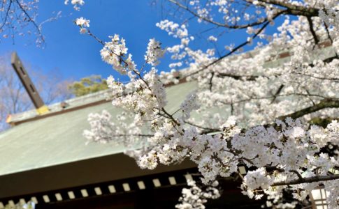 神門付近の桜