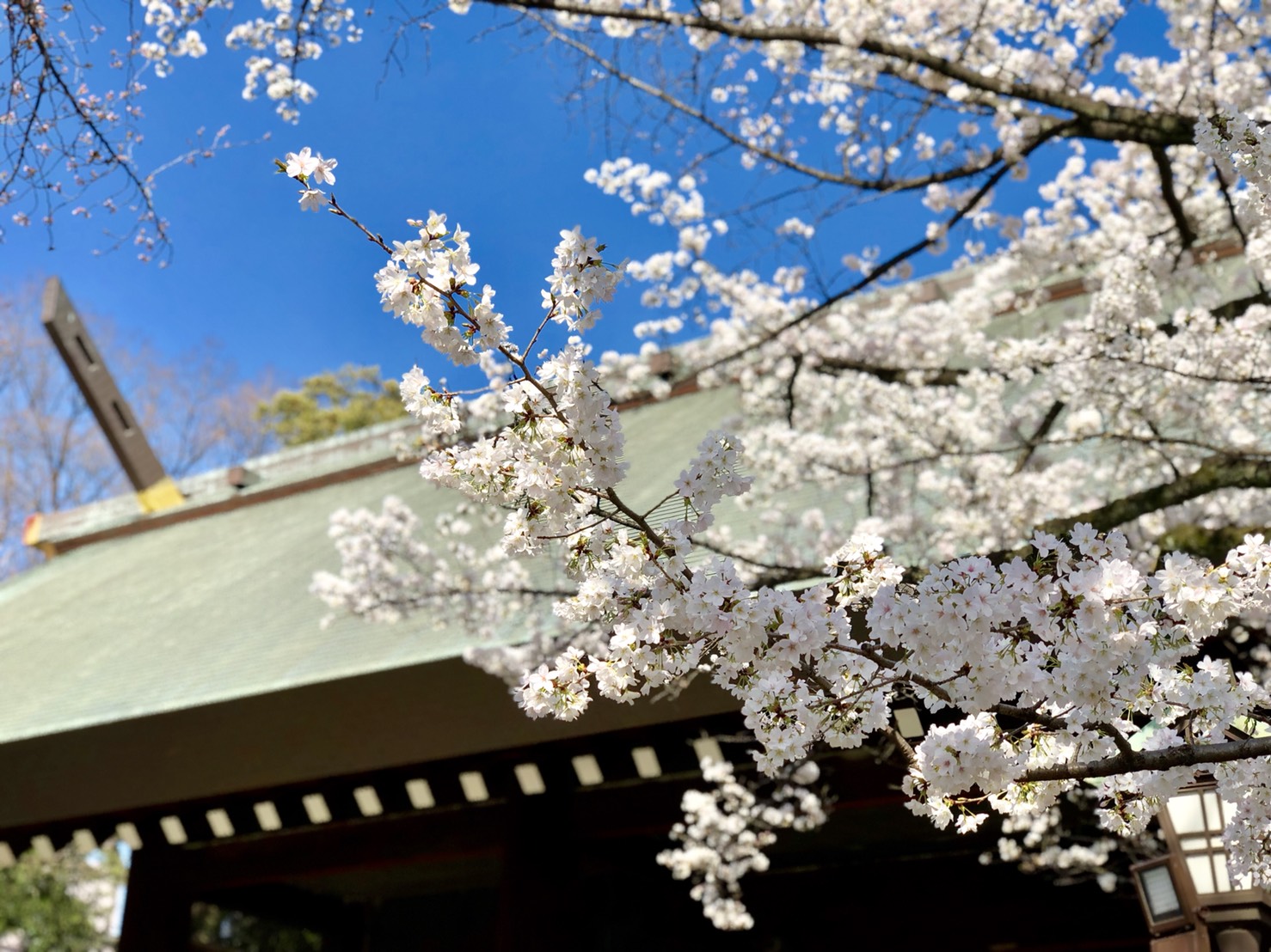 神門付近の桜