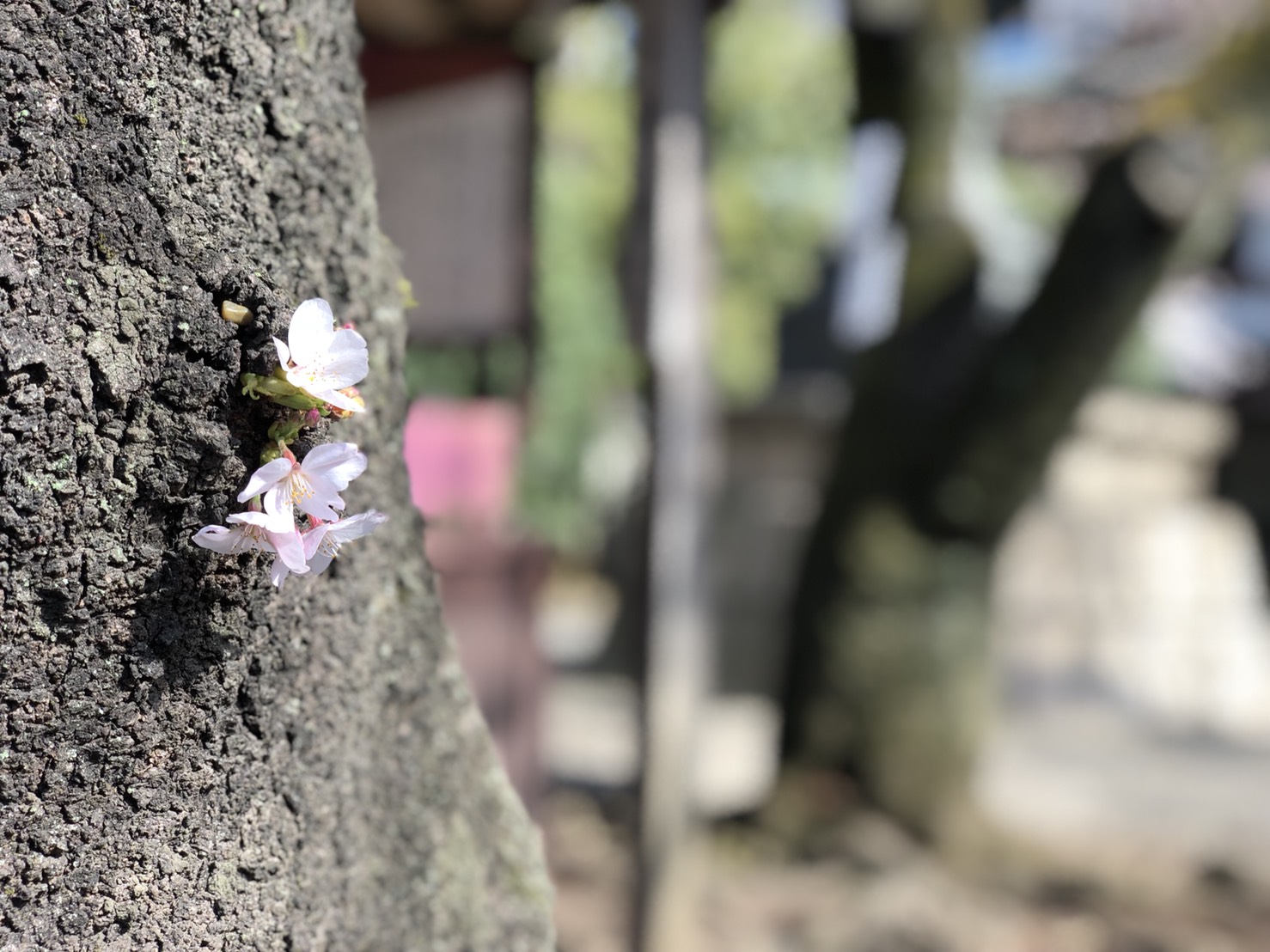 靖国神社の桜