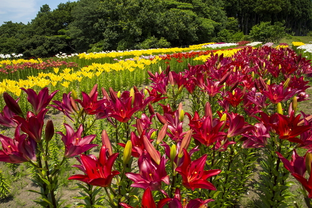 とっとり花回廊のユリ