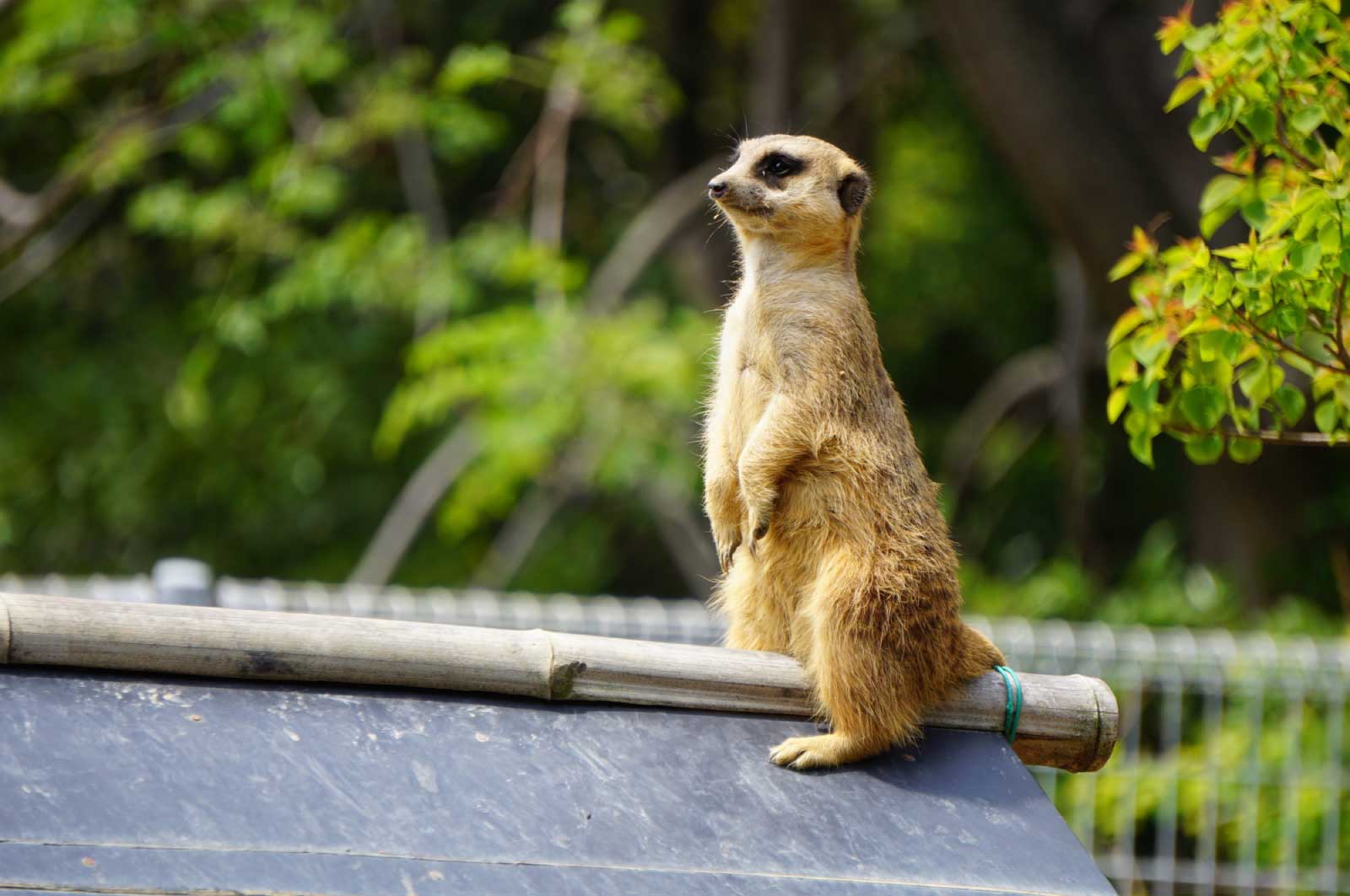 のんほいパーク 豊橋総合動植物公園