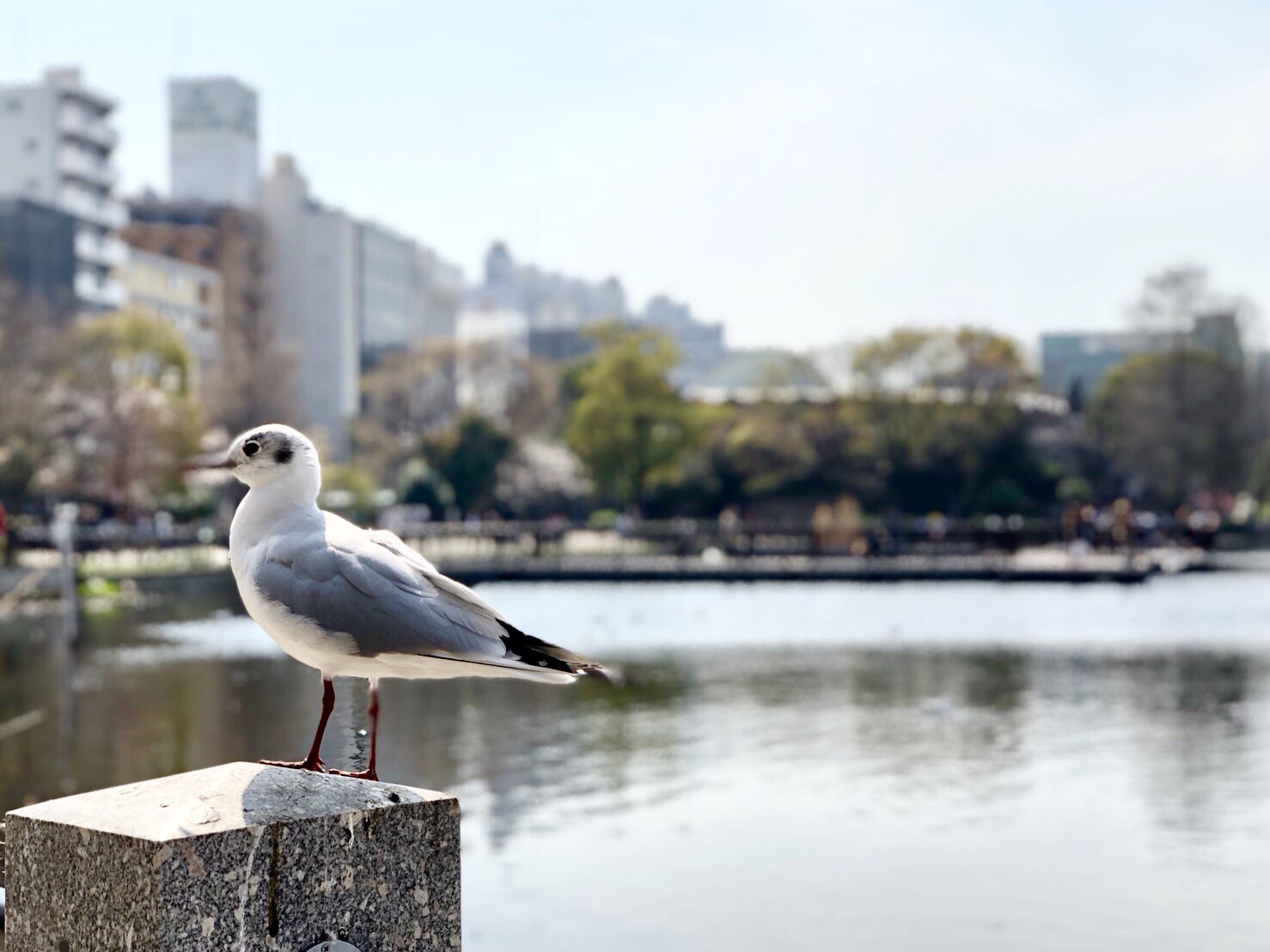 ユリカモメ