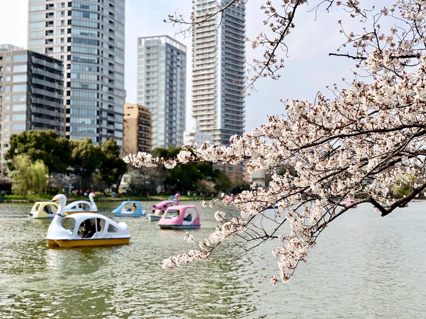 不忍池と桜