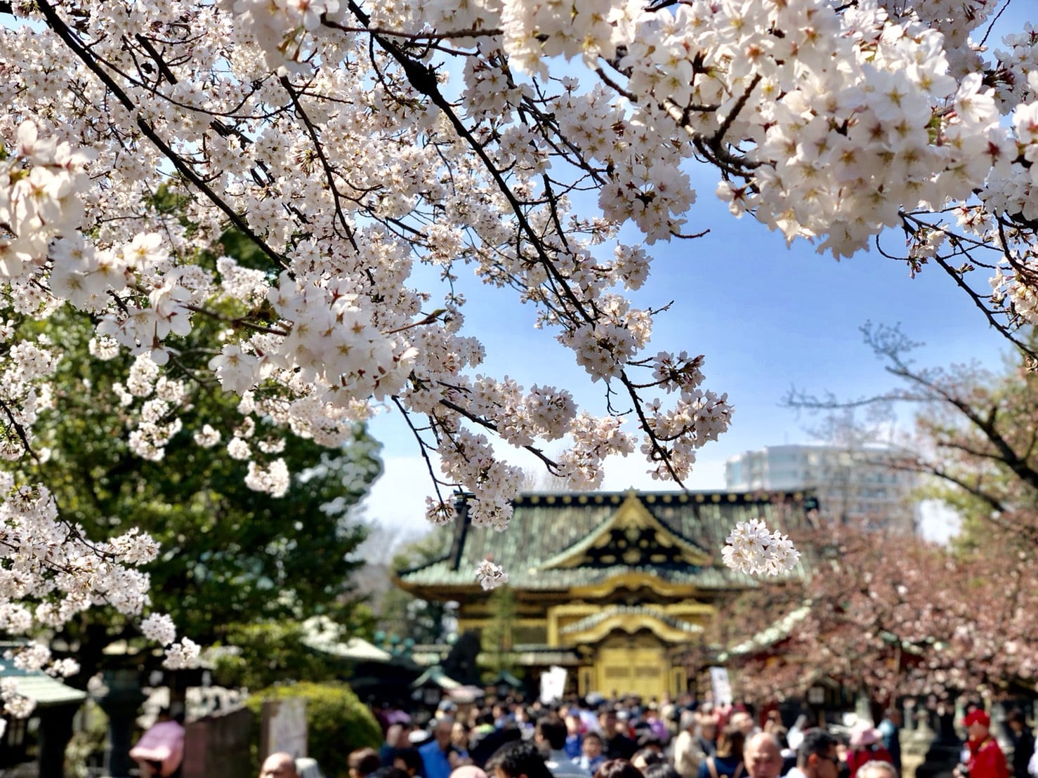 上野東照宮と桜