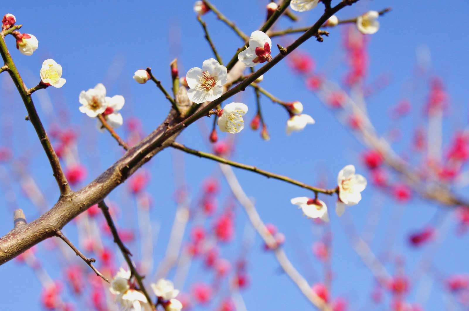 和歌山で見た梅の花