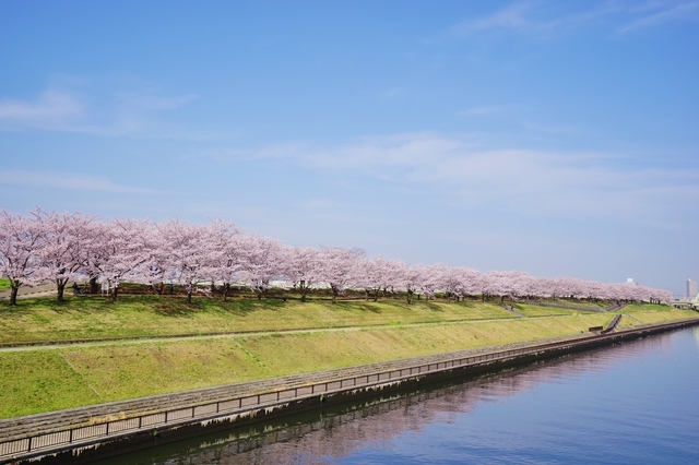 荒川赤羽桜堤緑地