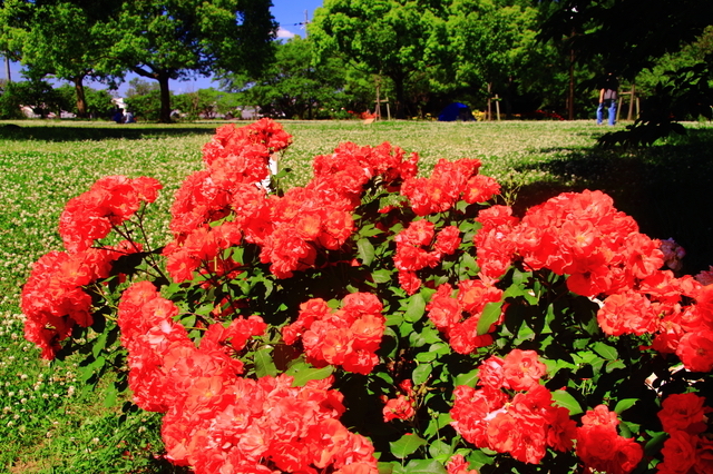 尼崎市農業公園