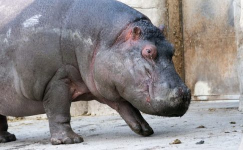 旭山動物園（旭川市）のカバ