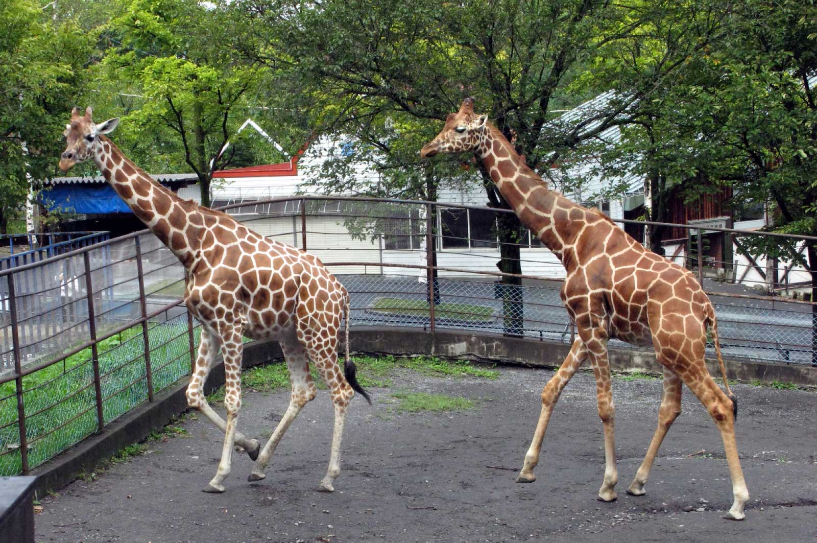 きりん舎（旭山動物園）