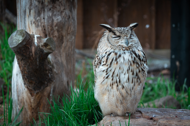 旭山動物園のフクロウ