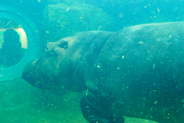 水中を移動するカバ