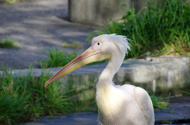 きりん舎のペリカン