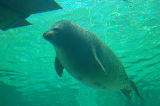 アザラシの泳ぐ姿（旭山動物園）