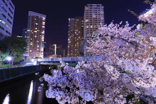 ライトアップされた目黒川の桜