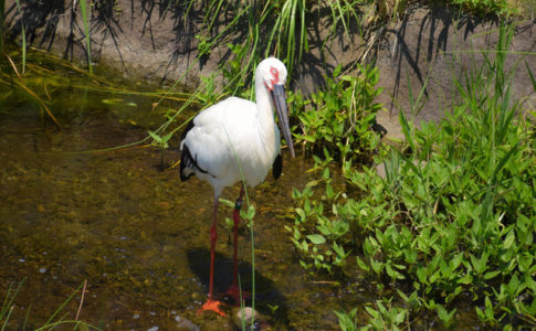 鳥類園のコウノトリ