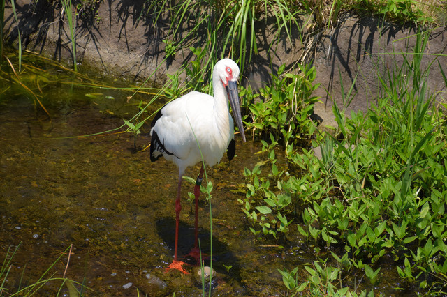 鳥類園のコウノトリ