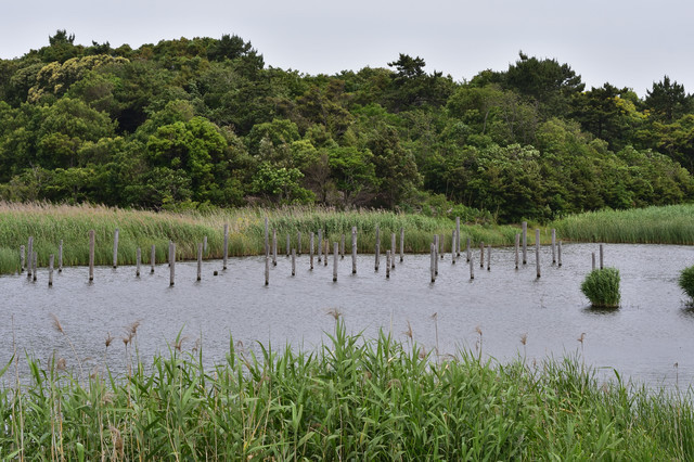 鳥類園の池