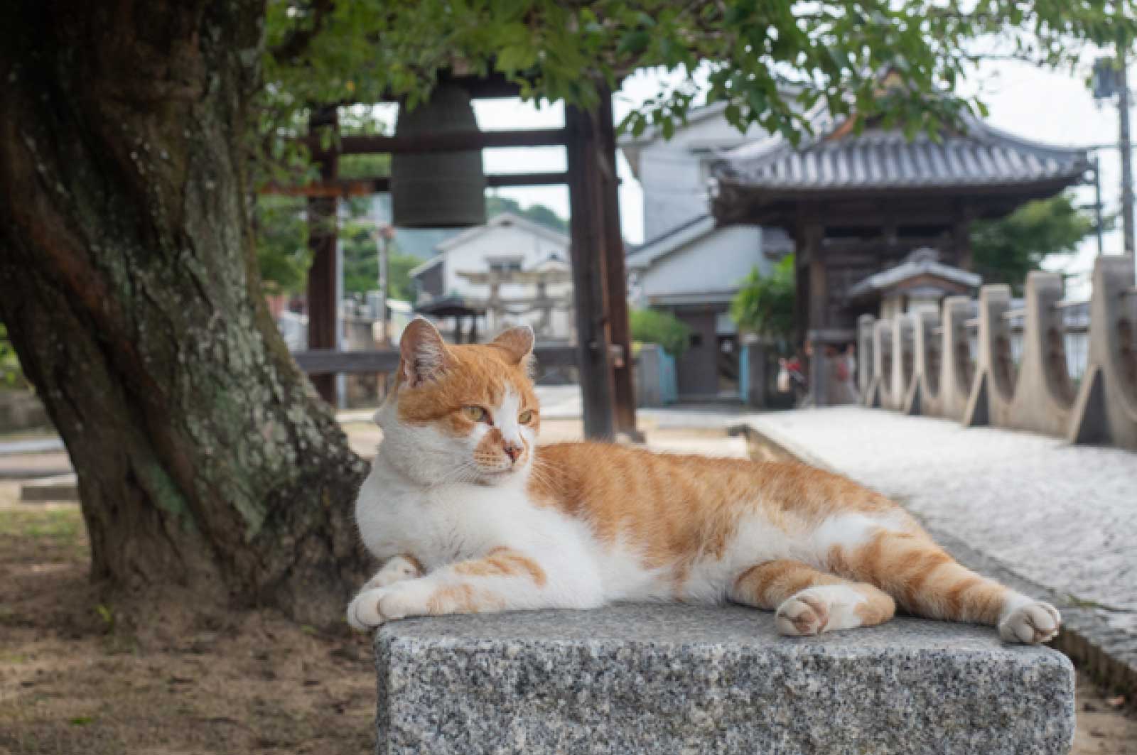 お寺と猫