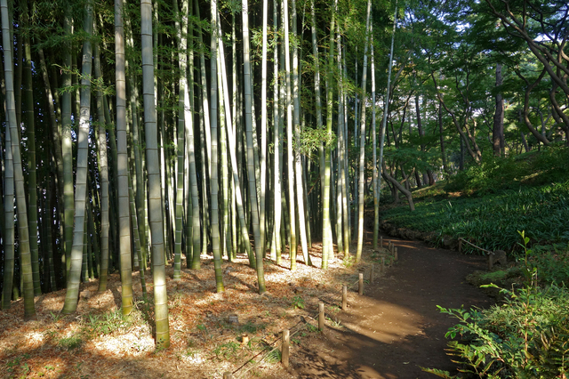 殿ヶ谷戸庭園の竹林