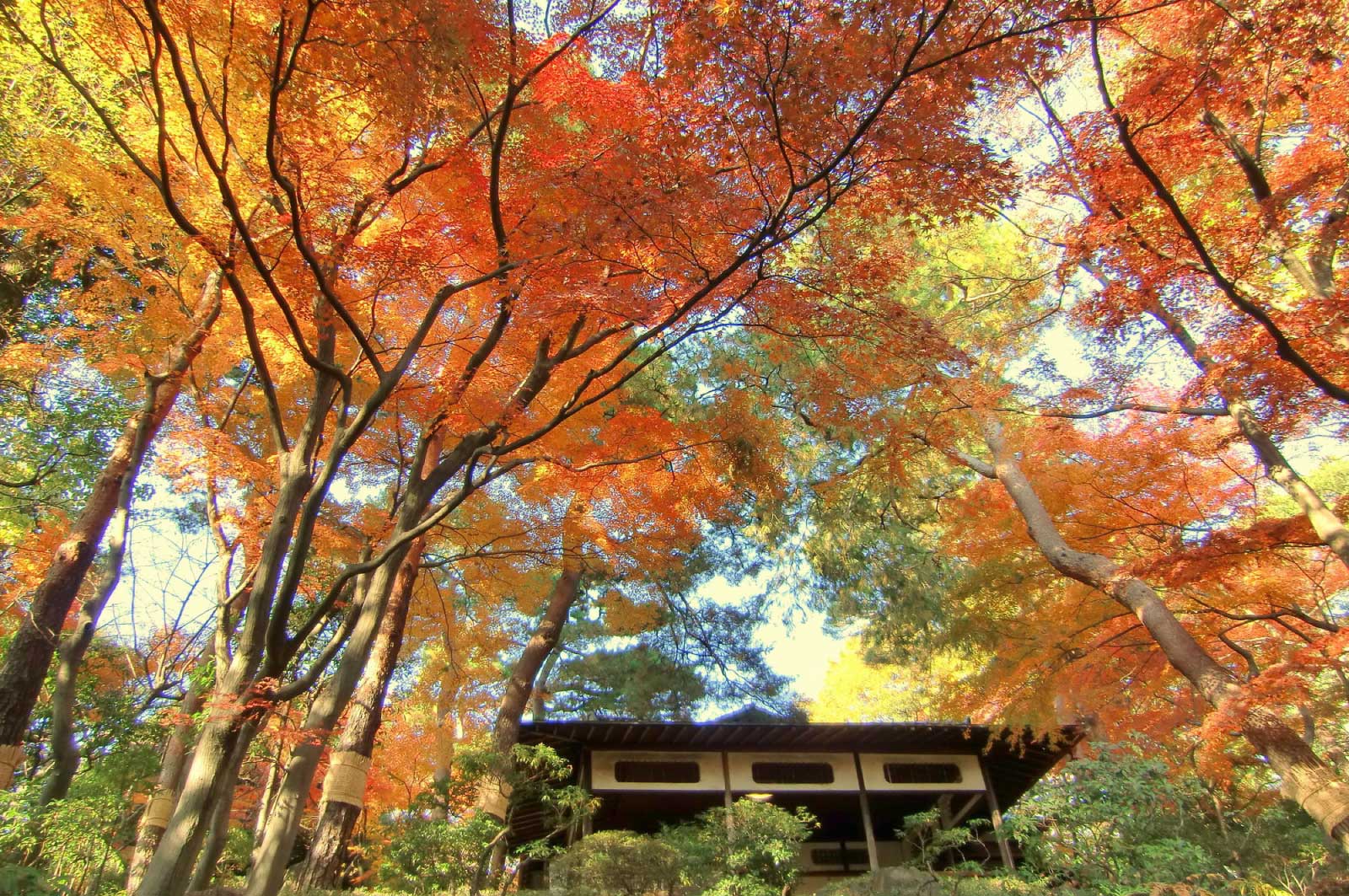 秋の殿ヶ谷戸庭園